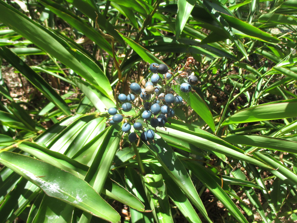 Image of Alpinia caerulea specimen.