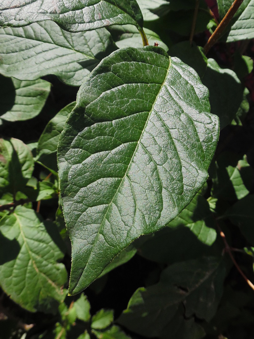 Image of Syringa villosa specimen.