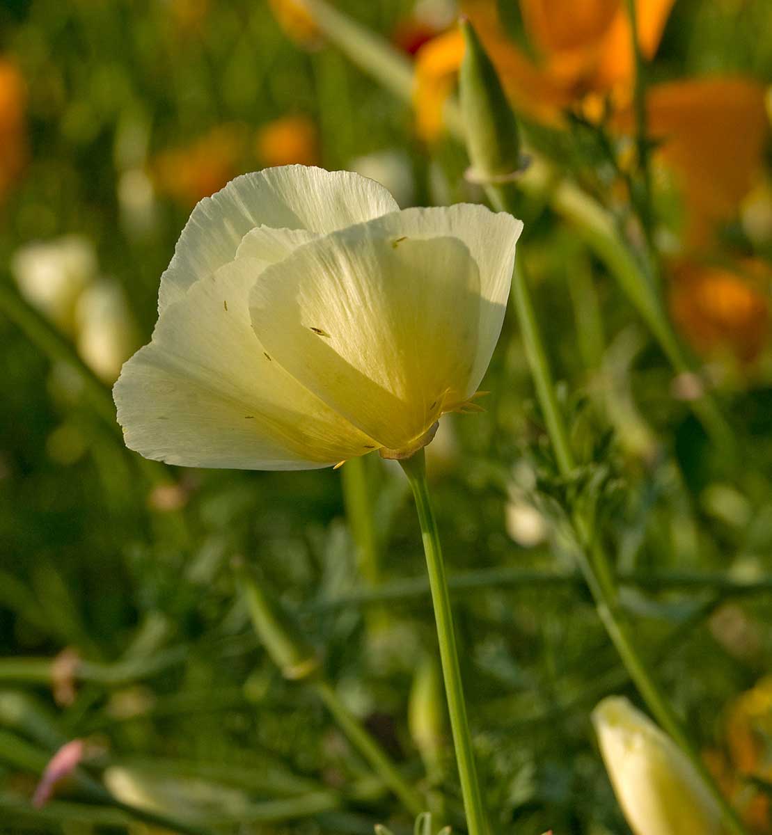 Image of Eschscholzia californica specimen.