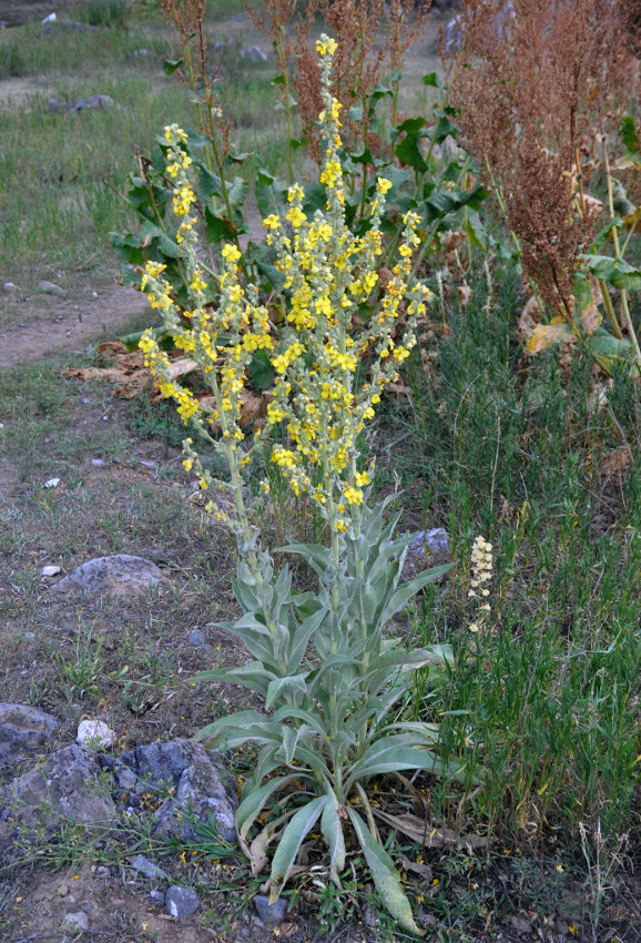 Image of Verbascum songaricum specimen.