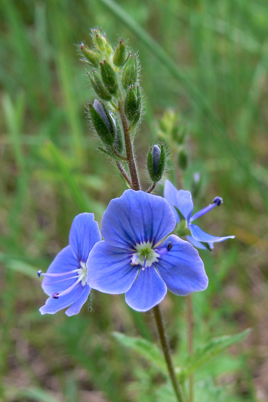 Image of Veronica chamaedrys specimen.