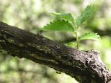 Ulmus glabra. Ствол молодого деревца. Днепропетровская обл., байрачный лес в верховьях р. Самоткани. 07.05.2010.