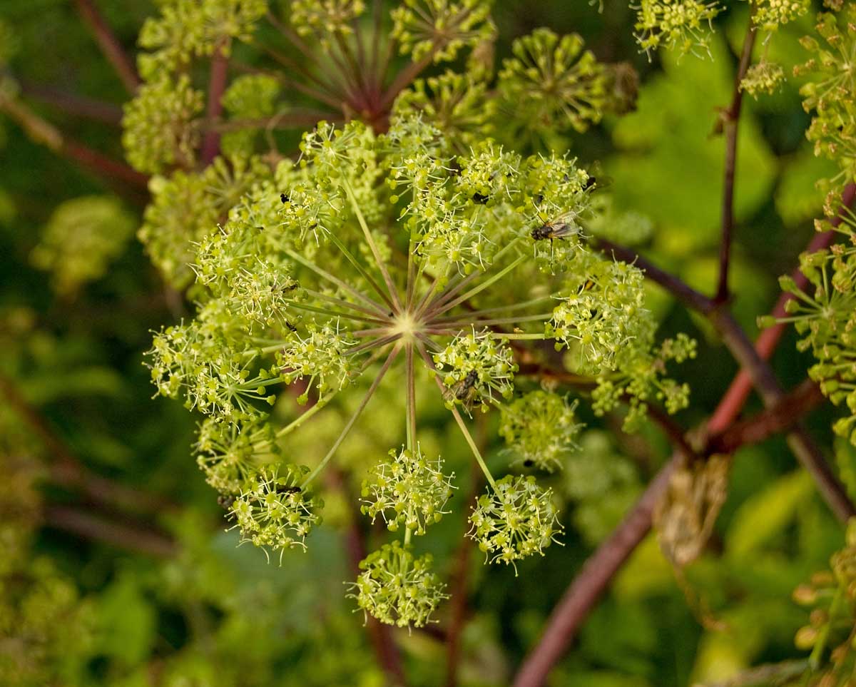 Image of Archangelica officinalis specimen.