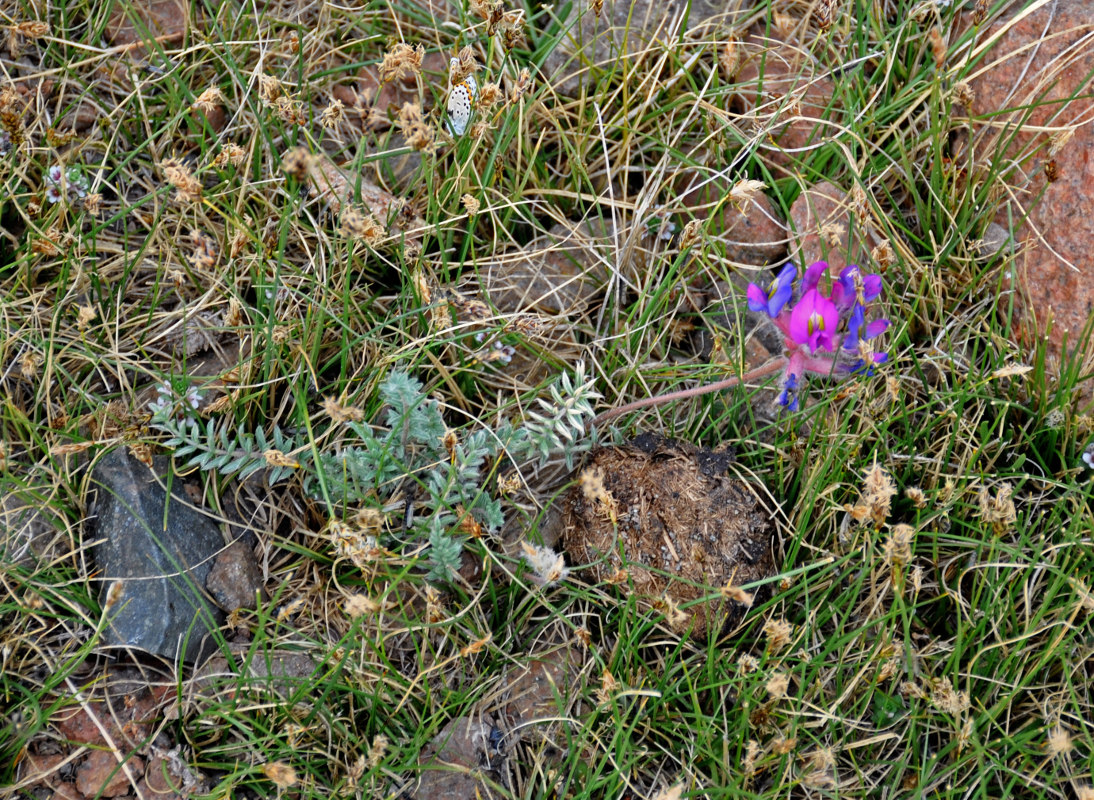 Изображение особи Oxytropis lanuginosa.