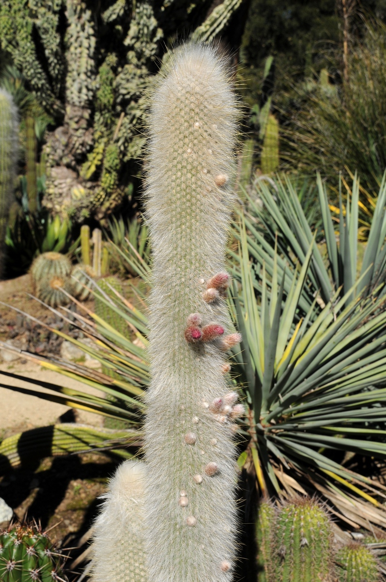 Image of Cleistocactus straussii specimen.