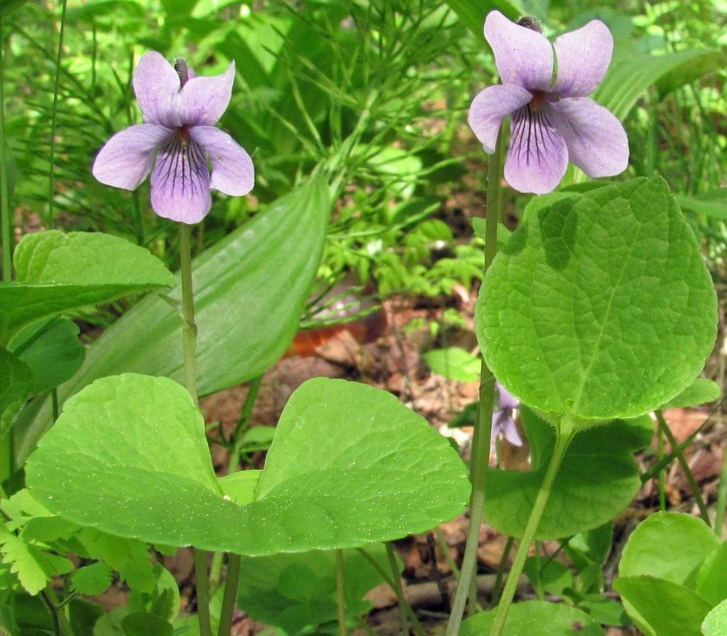 Изображение особи Viola epipsila.