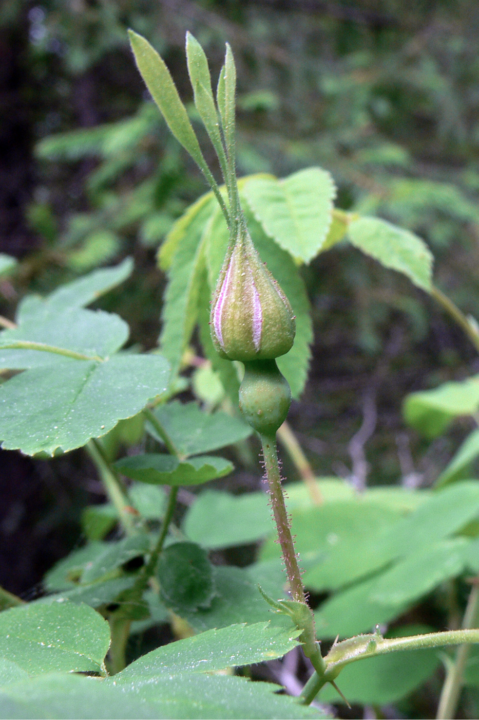 Image of Rosa acicularis specimen.