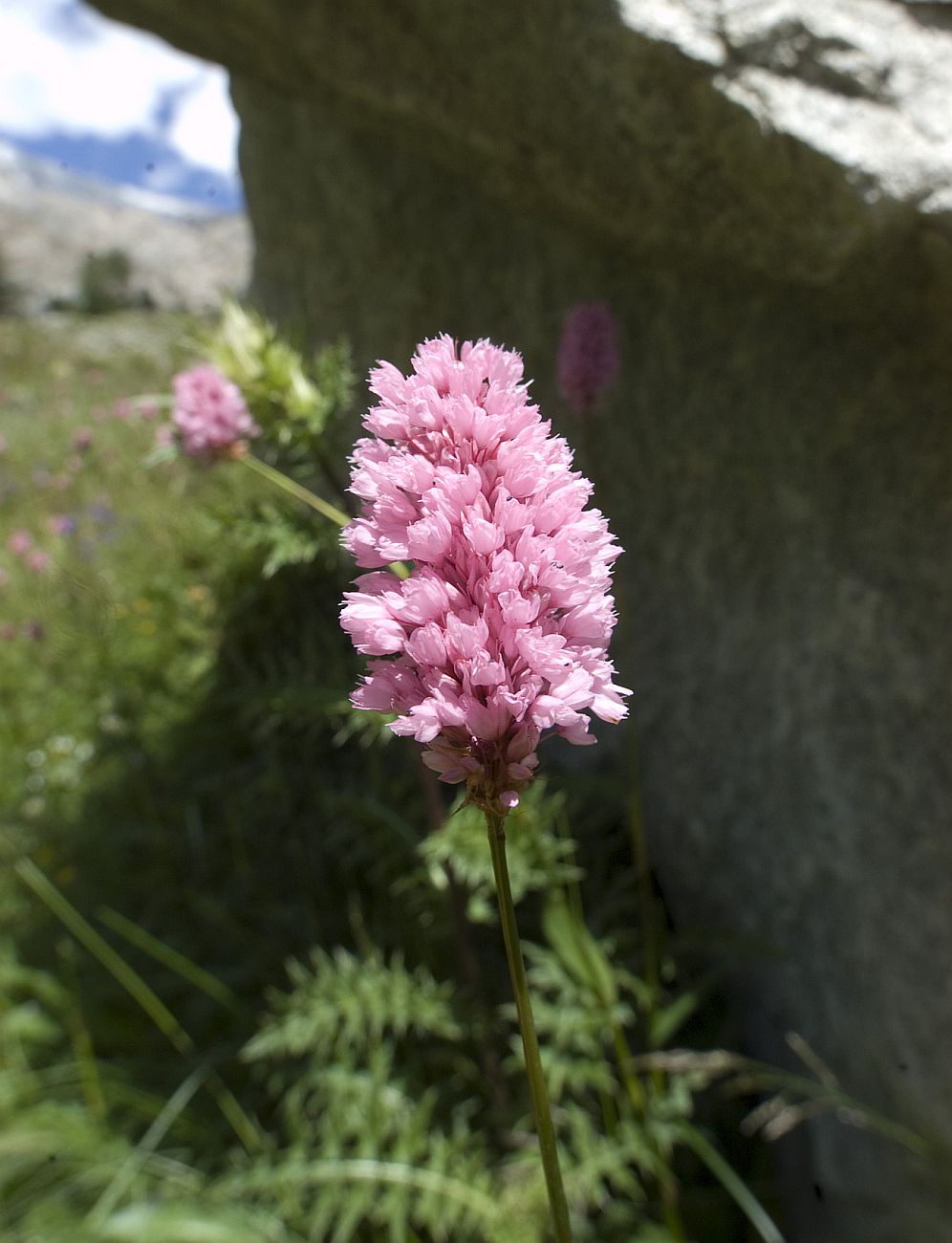 Image of Bistorta carnea specimen.