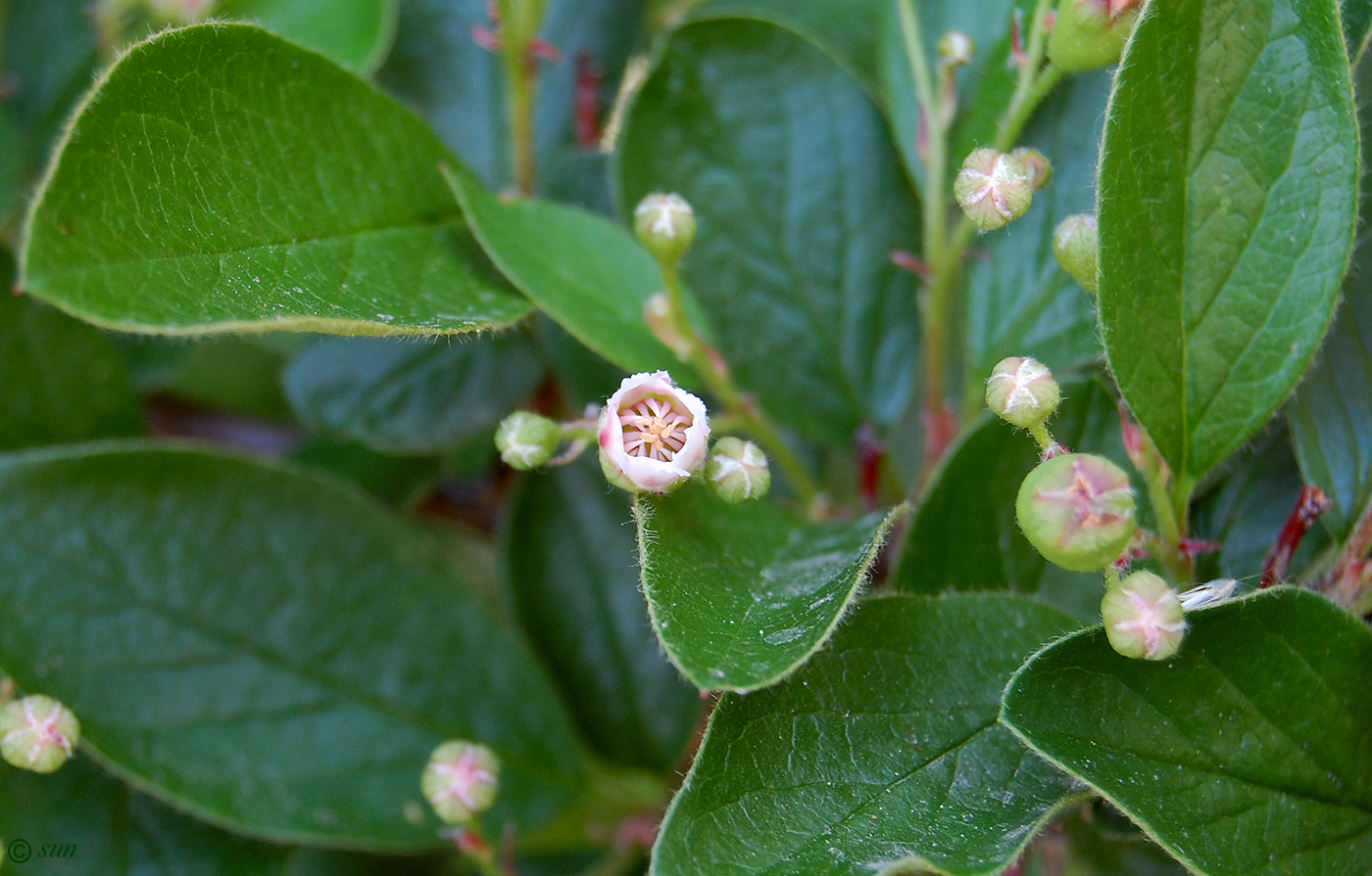 Image of Cotoneaster lucidus specimen.