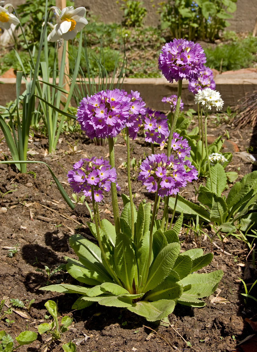 Изображение особи Primula denticulata.