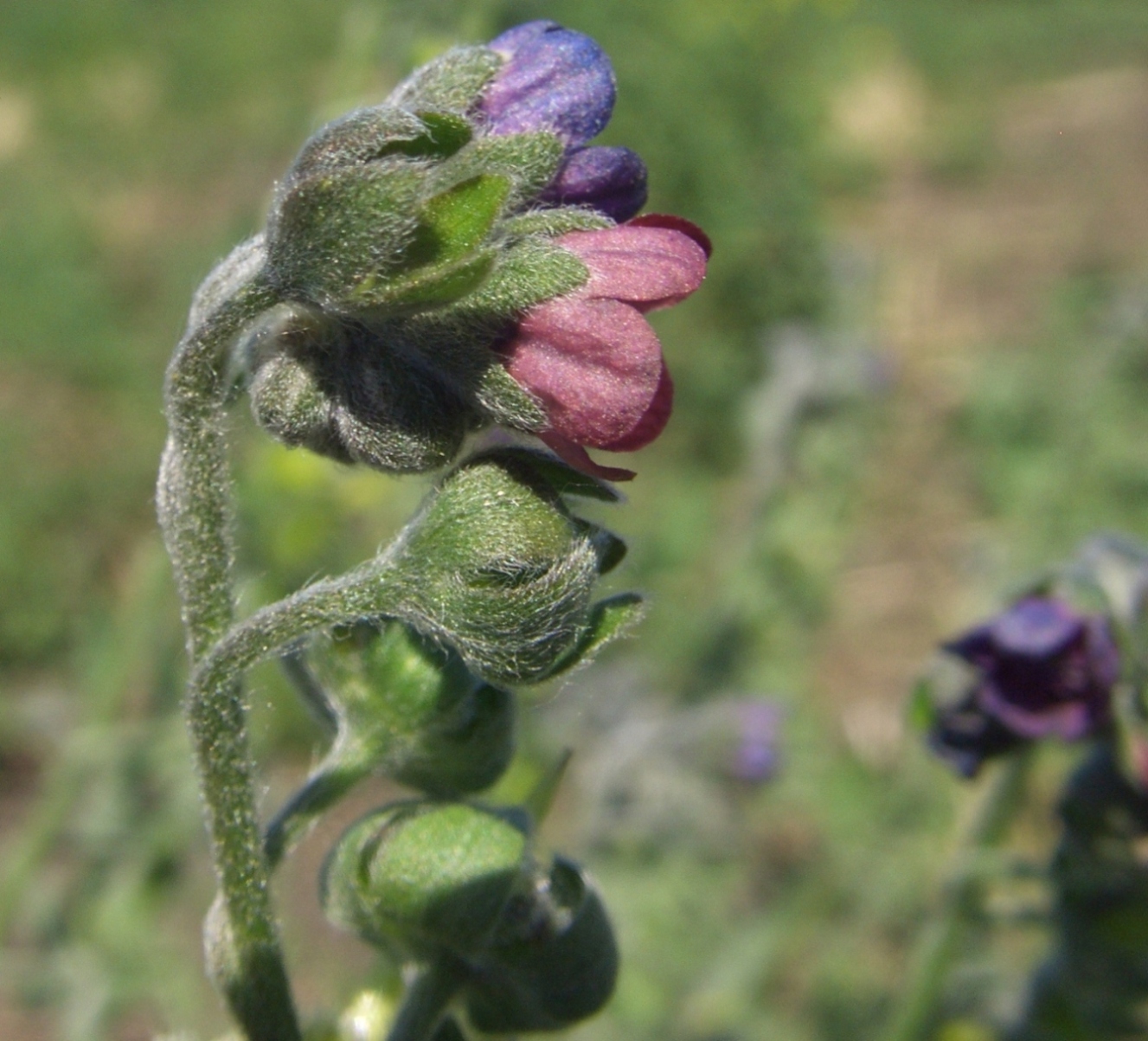 Image of Cynoglossum officinale specimen.