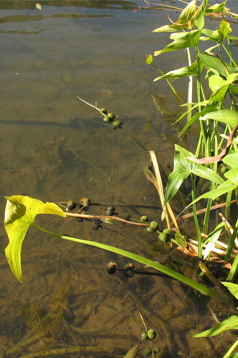 Image of Sagittaria sagittifolia specimen.