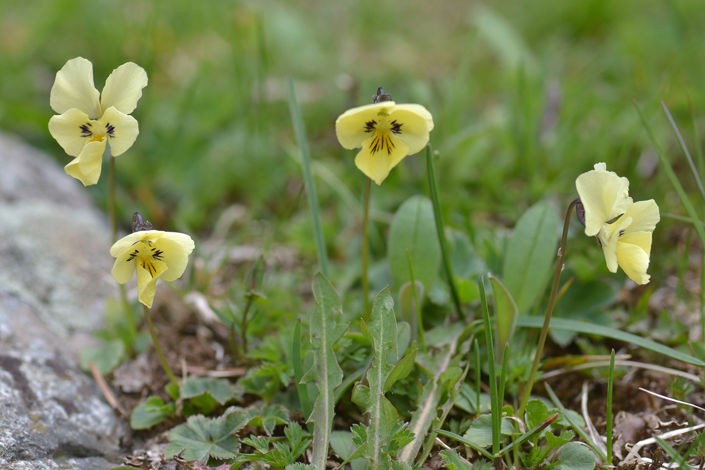 Изображение особи Viola altaica.