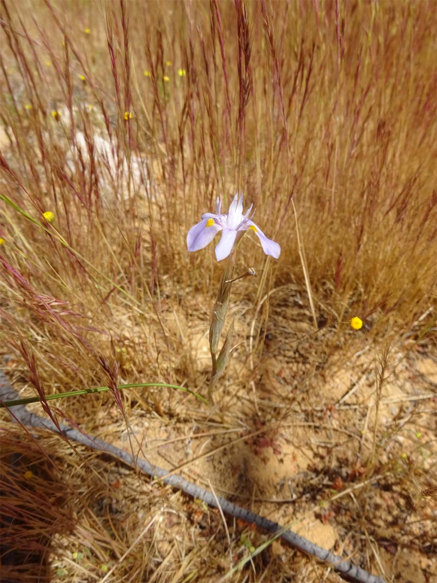 Image of Moraea setifolia specimen.