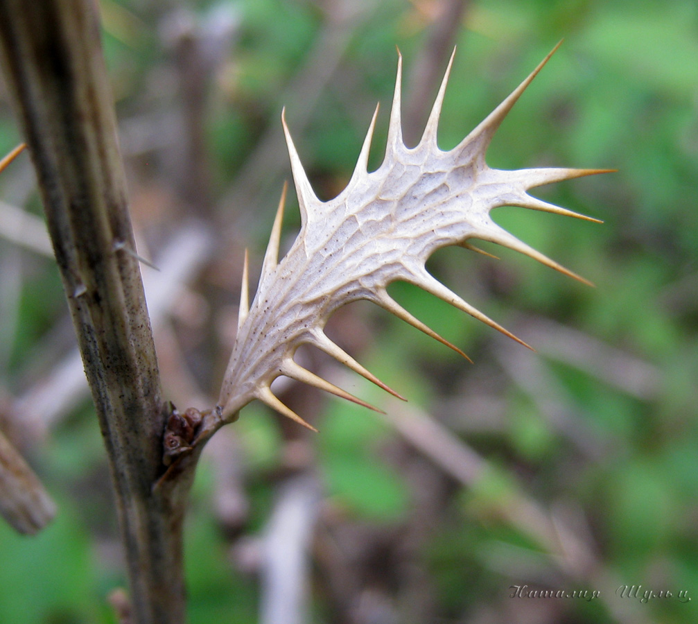 Image of Berberis vulgaris specimen.