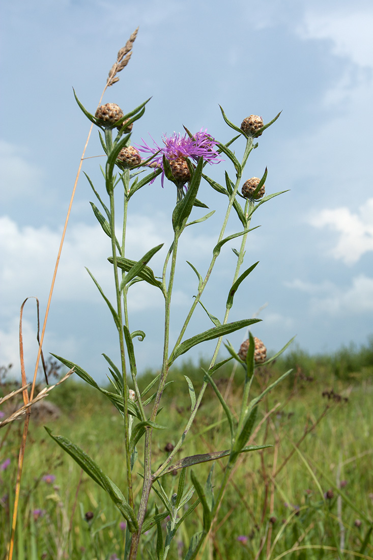 Изображение особи Centaurea jacea.