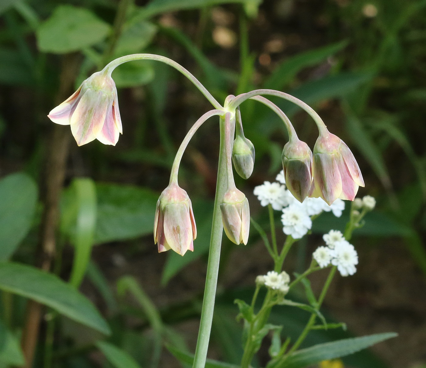 Изображение особи Nectaroscordum bulgaricum.