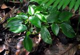 Camptandra parvula. Вегетирующее растение. Малайзия, Камеронское нагорье, ≈ 1500 м н.у.м., влажный тропический лес. 03.05.2017.