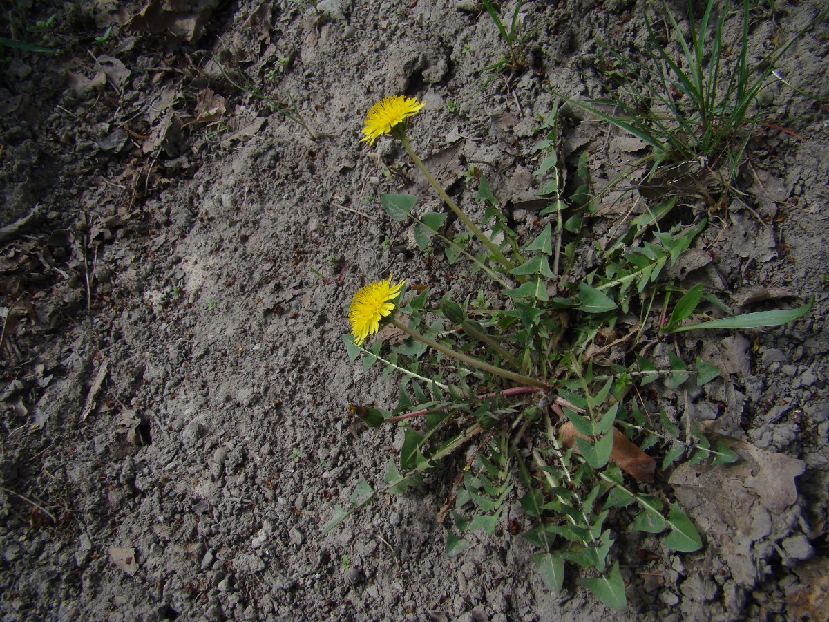 Image of genus Taraxacum specimen.