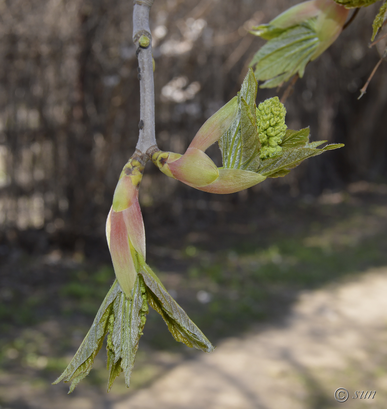 Image of Acer pseudoplatanus specimen.