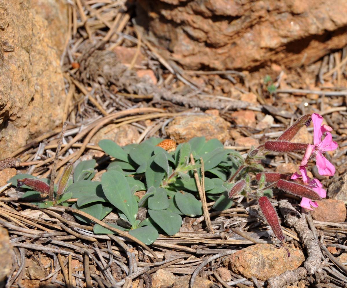 Image of Saponaria cypria specimen.