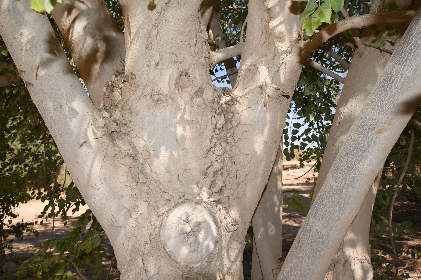 Image of Sclerocarya birrea specimen.