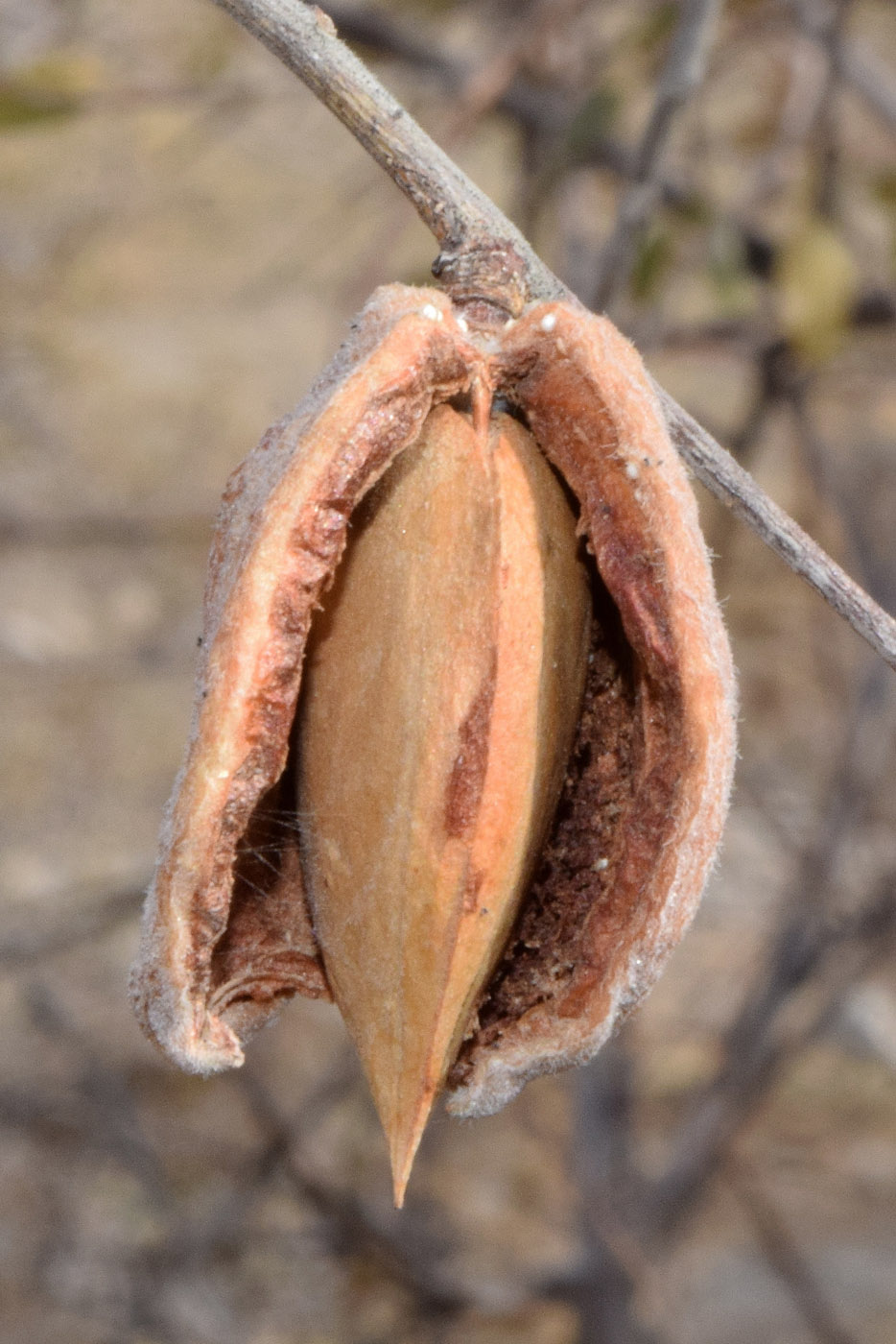 Изображение особи Amygdalus bucharica.