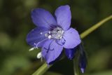 Polemonium schmidtii. Цветок. Сахалинская обл., Охинский р-н, окр. г. Оха, залив Уркт, заболоченный приморский луг. 23.07.2017.