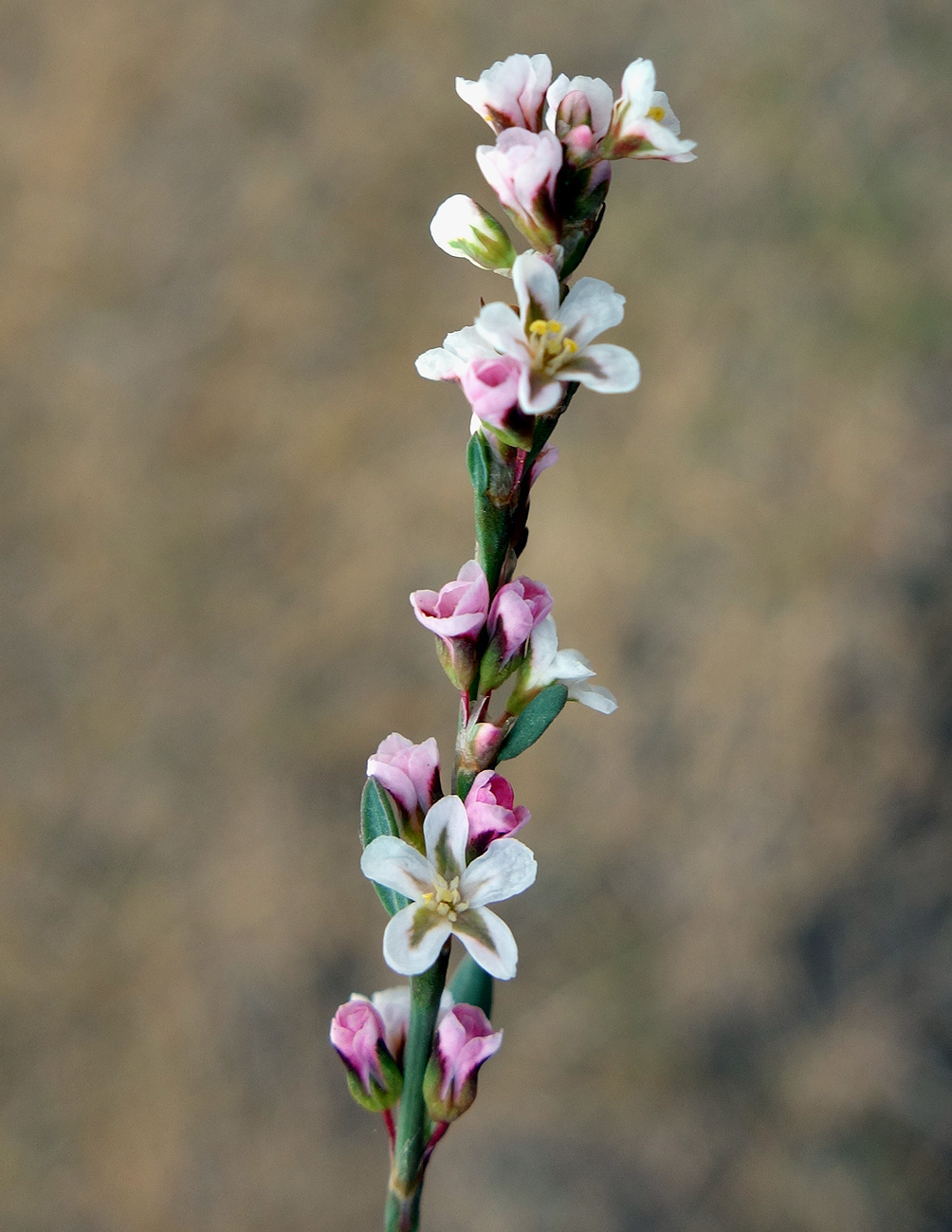 Изображение особи Polygonum pulchellum.