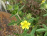 Potentilla norvegica. Верхушка цветущего и плодоносящего побега. Сахалинская обл., г, Анива, пустырь на въезде в город. 18.08.2019.