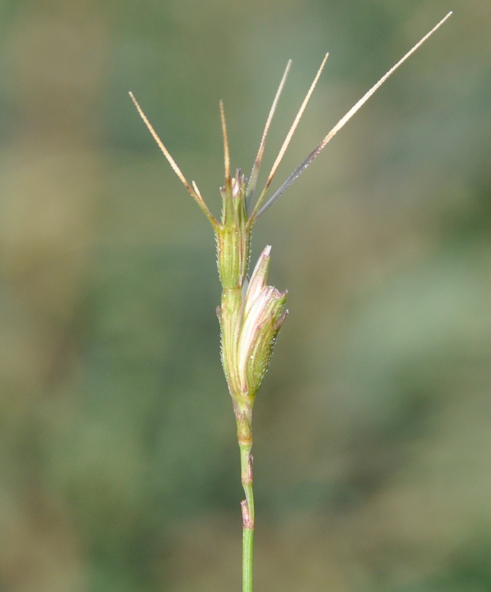 Image of Aegilops peregrina specimen.