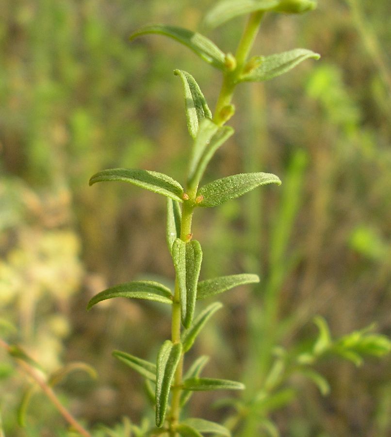 Image of Orthanthella lutea specimen.