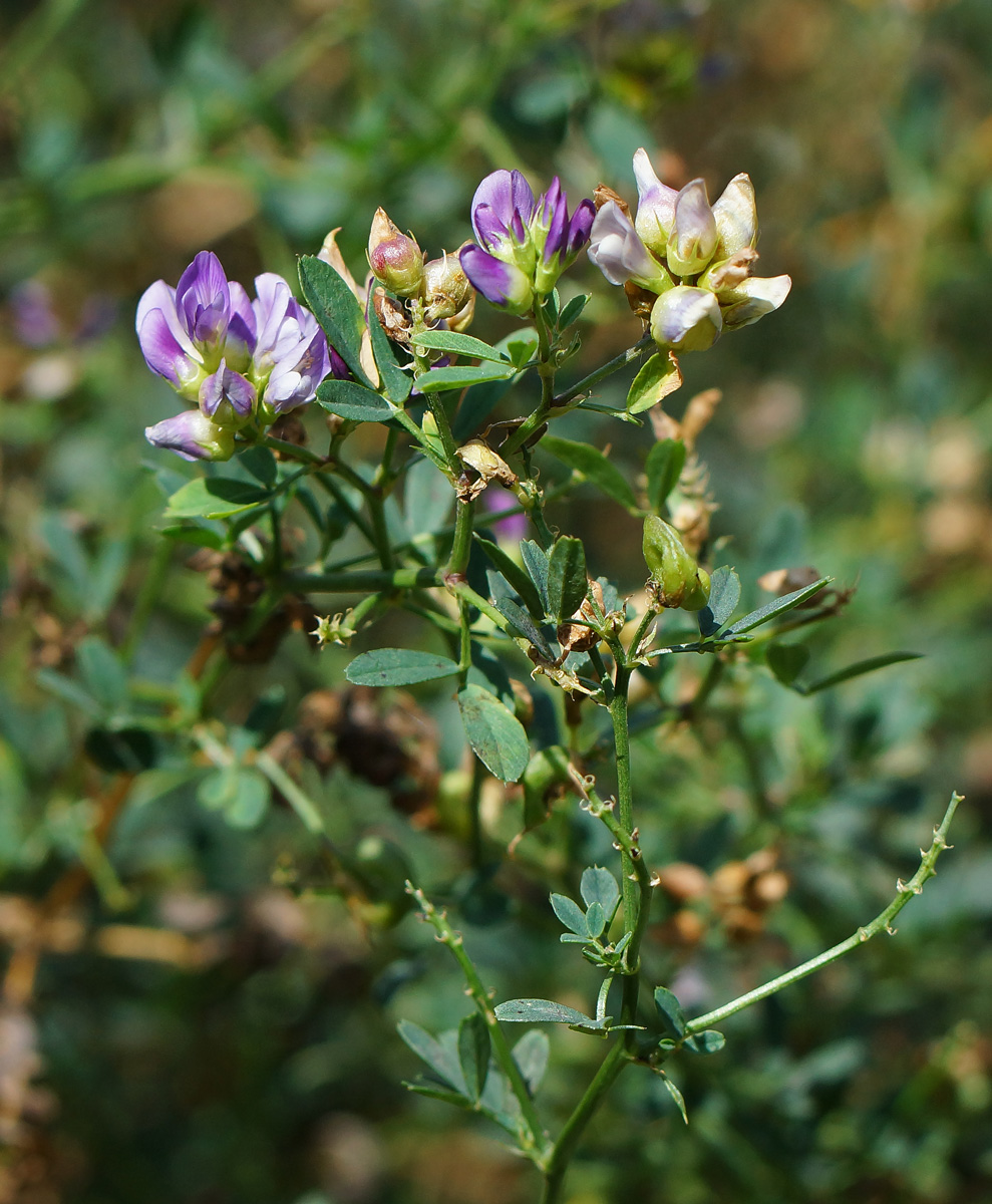 Image of Medicago &times; varia specimen.