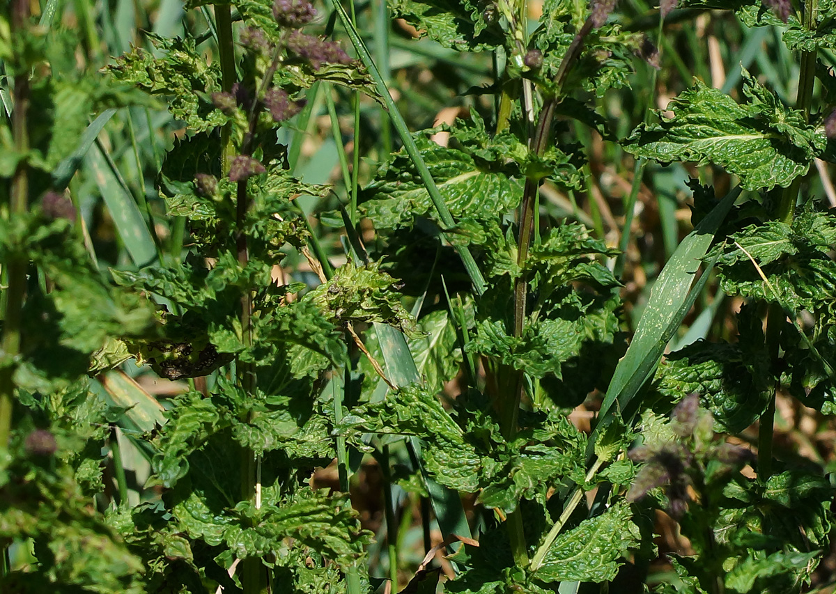 Image of Mentha spicata specimen.