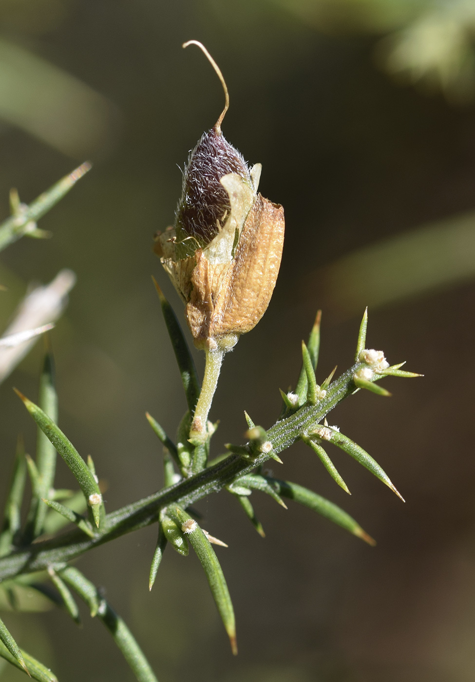 Image of Ulex parviflorus specimen.