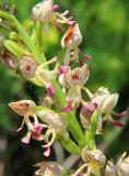 Orchis × calliantha
