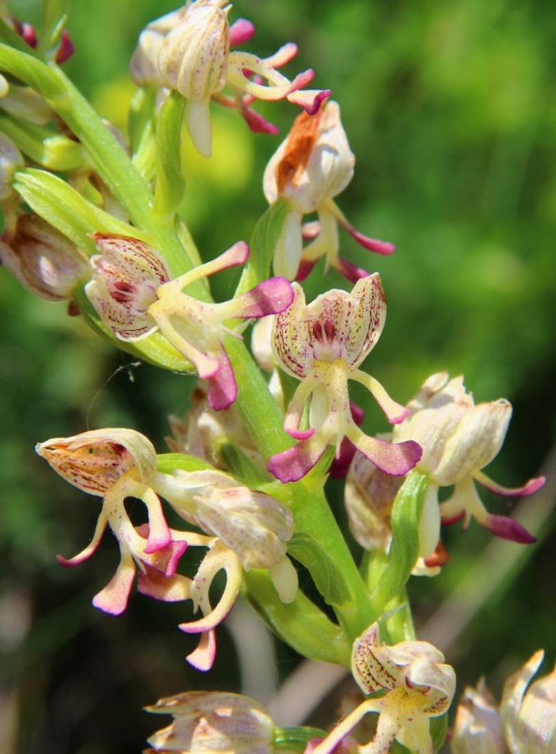 Image of Orchis &times; calliantha specimen.