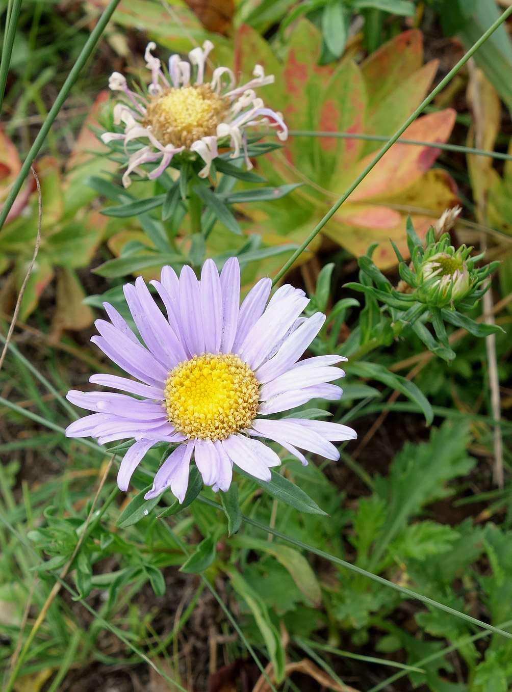 Image of genus Aster specimen.