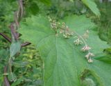 Humulus lupulus