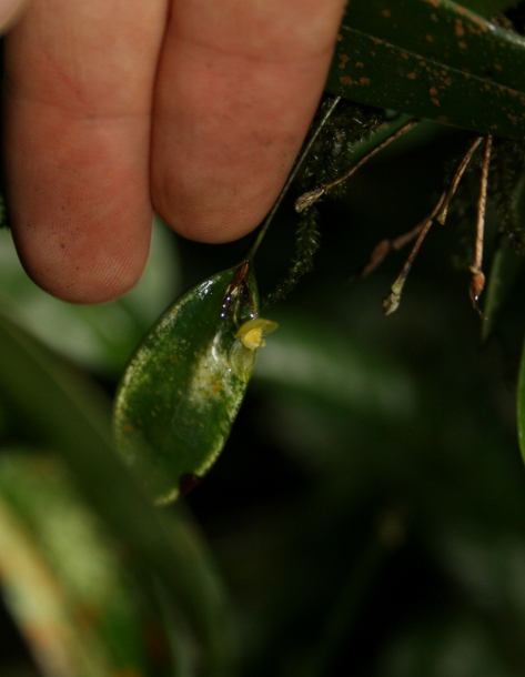 Изображение особи Pleurothallis dorotheae.