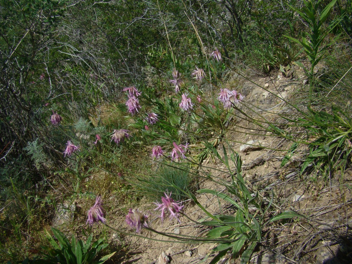 Image of Jurinea kokanica specimen.