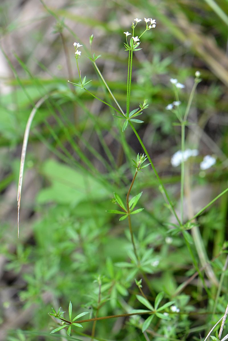 Изображение особи Galium uliginosum.