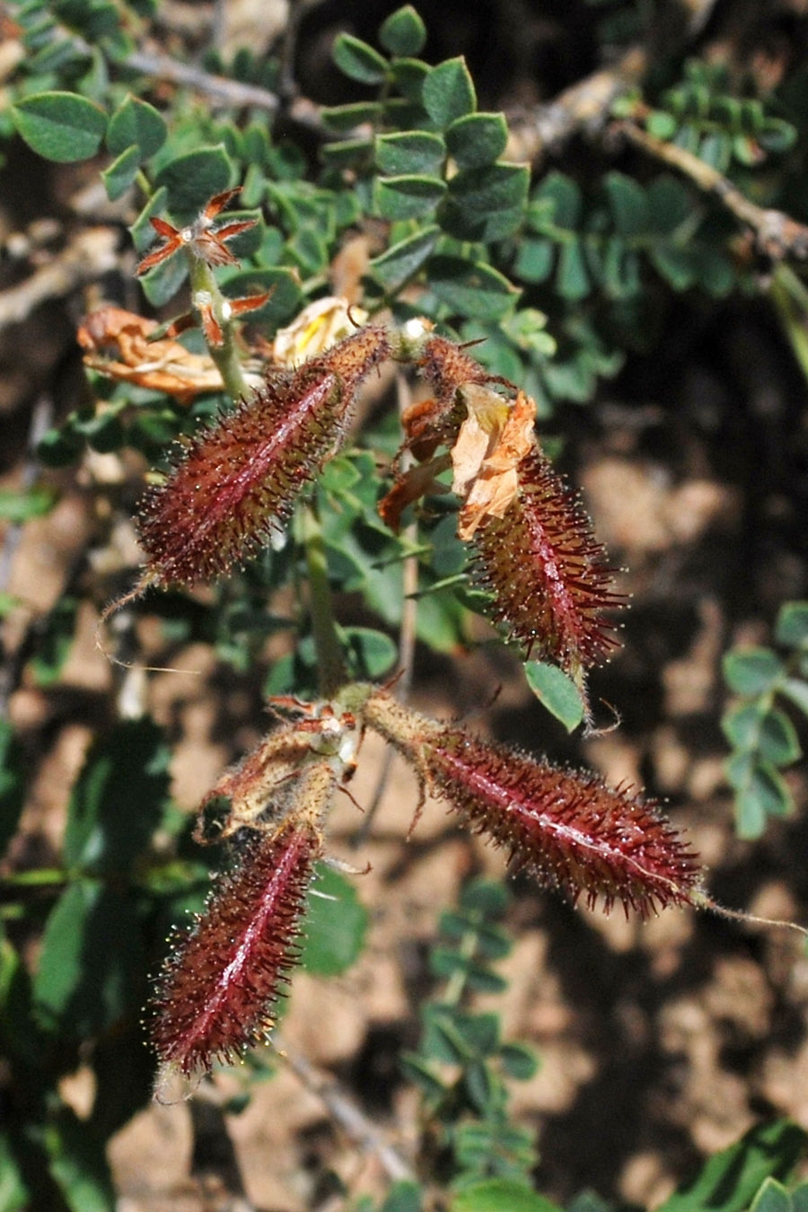 Изображение особи Calophaca tianschanica.