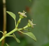 Euphorbia schlechtendalii