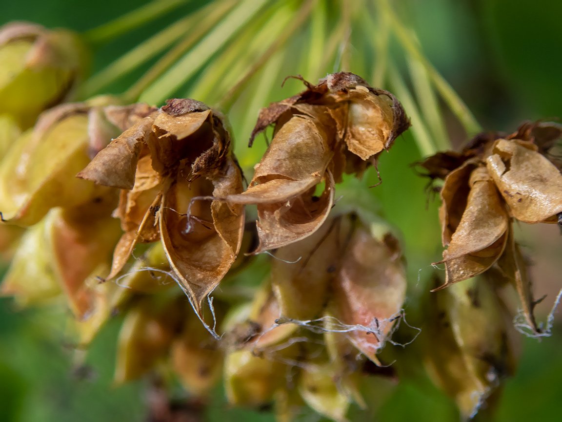 Image of Physocarpus opulifolius specimen.