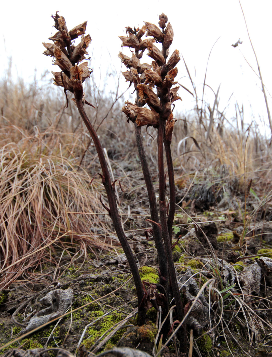 Image of Orobanche alba specimen.