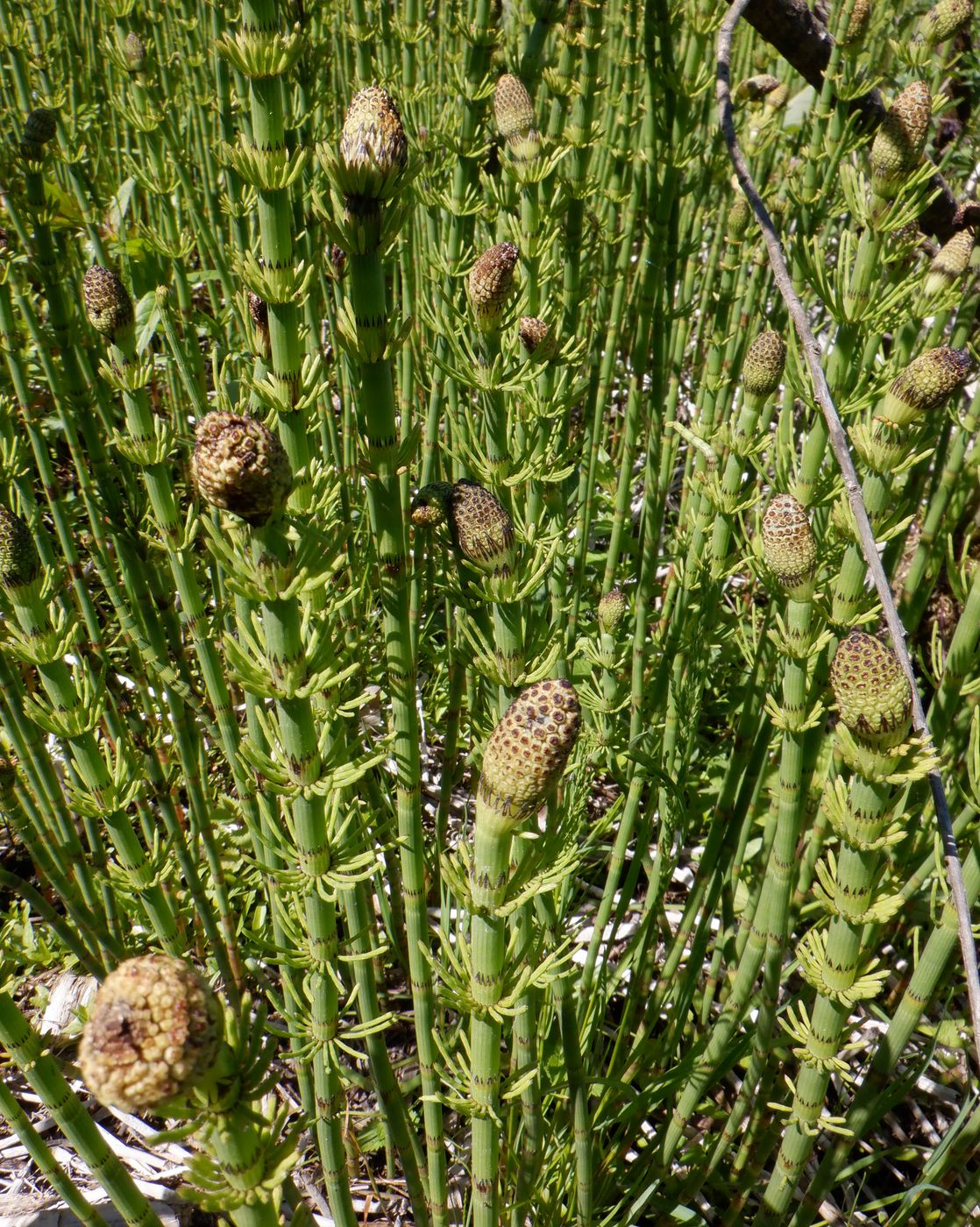 Изображение особи Equisetum fluviatile.