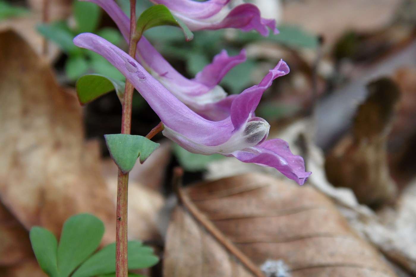 Изображение особи Corydalis caucasica.