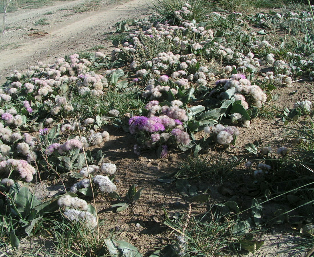 Изображение особи Saussurea davurica.