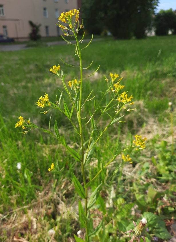 Image of Erysimum cheiranthoides specimen.